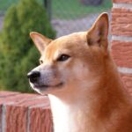 Recommended food for Shiba Inu and how to choose it