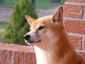 Recommended food for Shiba Inu and how to choose it