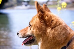 Black earwax in dogs? Causes and solutions