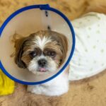 Is it okay to leave my dog ​​alone after spaying or neutering? Here are some precautions and care methods