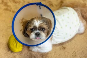 Is it okay to leave my dog ​​alone after spaying or neutering? Here are some precautions and care methods