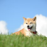 About dementia in dogs | Are Shiba Inu dogs prone to dementia?