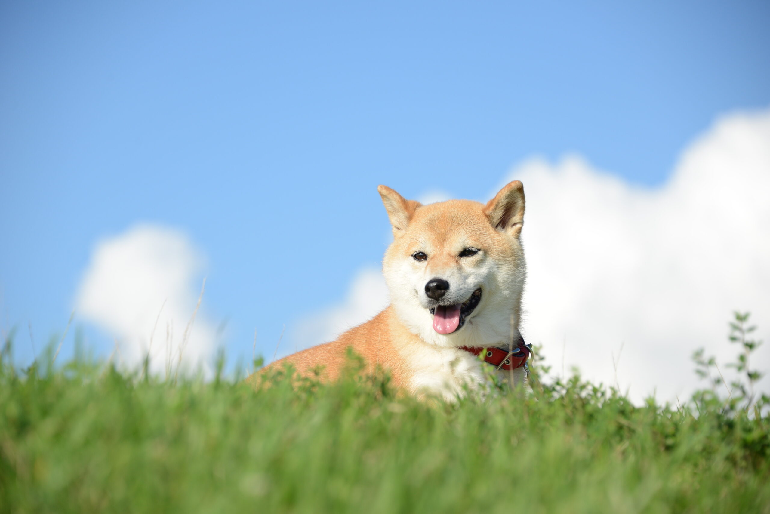 About dementia in dogs | Are Shiba Inu dogs prone to dementia?