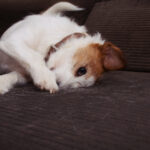 Why do male dogs lift their legs to pee? Toilet training explained