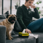 Dog allergies? What to consider if your child is allergic to dogs