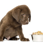 Are everyday foods the cause of dog allergies? Foods that are prone to allergies