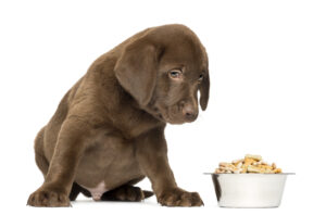Are everyday foods the cause of dog allergies? Foods that are prone to allergies