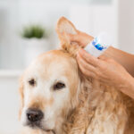 Malassezia Fungus: Fungus in Dogs' Ears! Causes, Symptoms, and Treatment