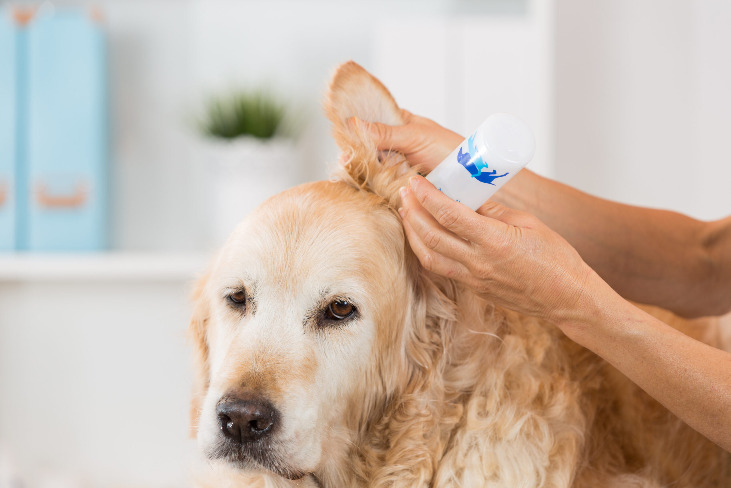 Malassezia Fungus: Fungus in Dogs' Ears! Causes, Symptoms, and Treatment