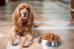 What about homemade dog food?