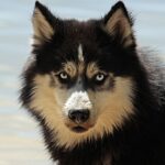 Is venison dog food safe? Why choose venison dog food and how to choose it