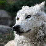 We also deliver homemade meals to your beloved dog!