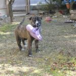 A baby Kai dog. A thorough explanation of how to raise it from puppy to adult!