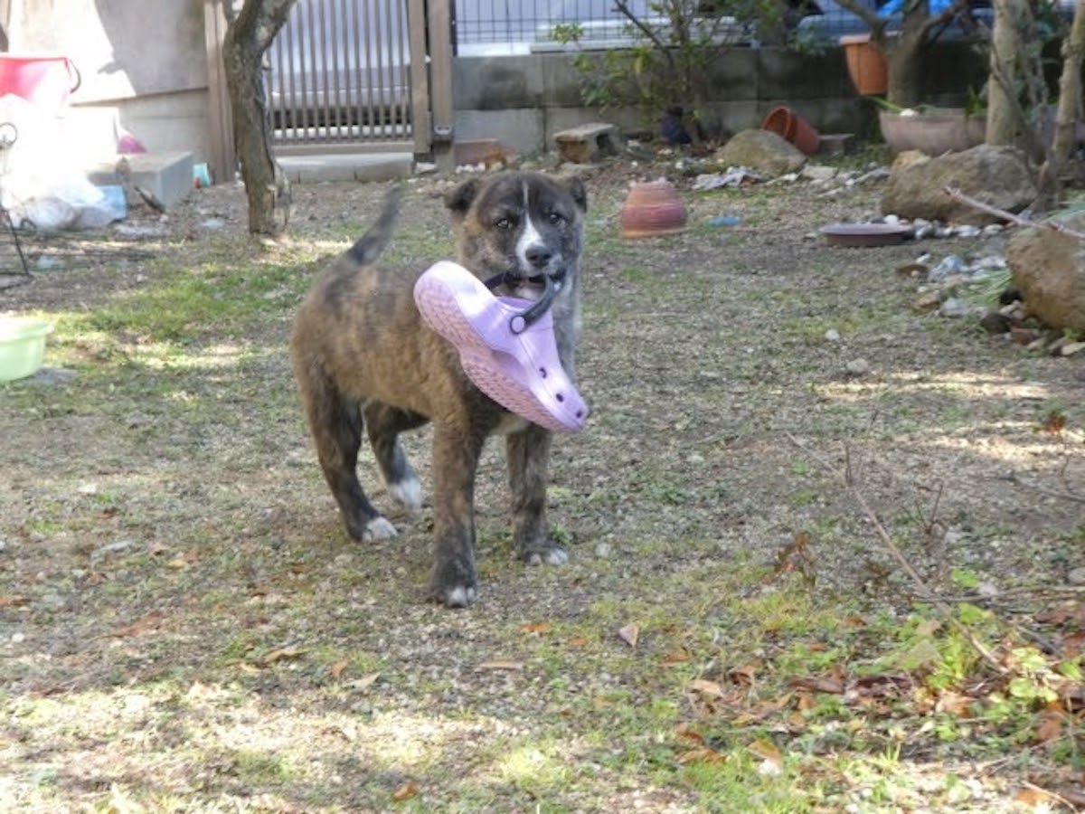 A baby Kai dog. A thorough explanation of how to raise it from puppy to adult!