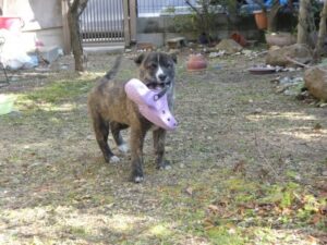 8 recommended dog foods for senior dogs (elderly dogs and elderly dogs)!