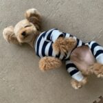 How to teach funny tricks to dogs and cats