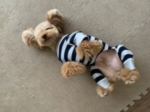 How to teach funny tricks to dogs and cats