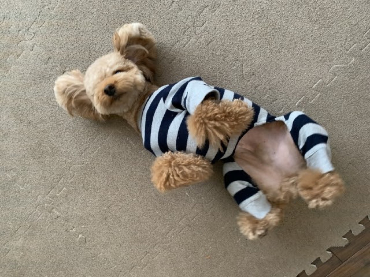 How to teach funny tricks to dogs and cats