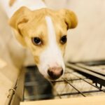 We'll explain the causes and solutions for your dog's itchy ears in detail!