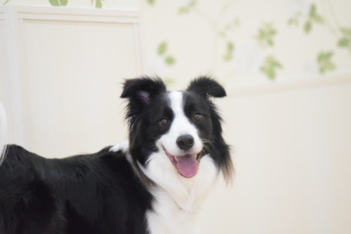 Is it possible to potty train an adult dog? Here are three key points for success