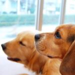 [Ticks and Sarcoptic Mange] Symptoms and Treatment of Ticks that Harm Dogs