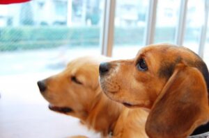 [Ticks and Sarcoptic Mange] Symptoms and Treatment of Ticks that Harm Dogs