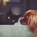 Did you know? Dog and cat mating habits