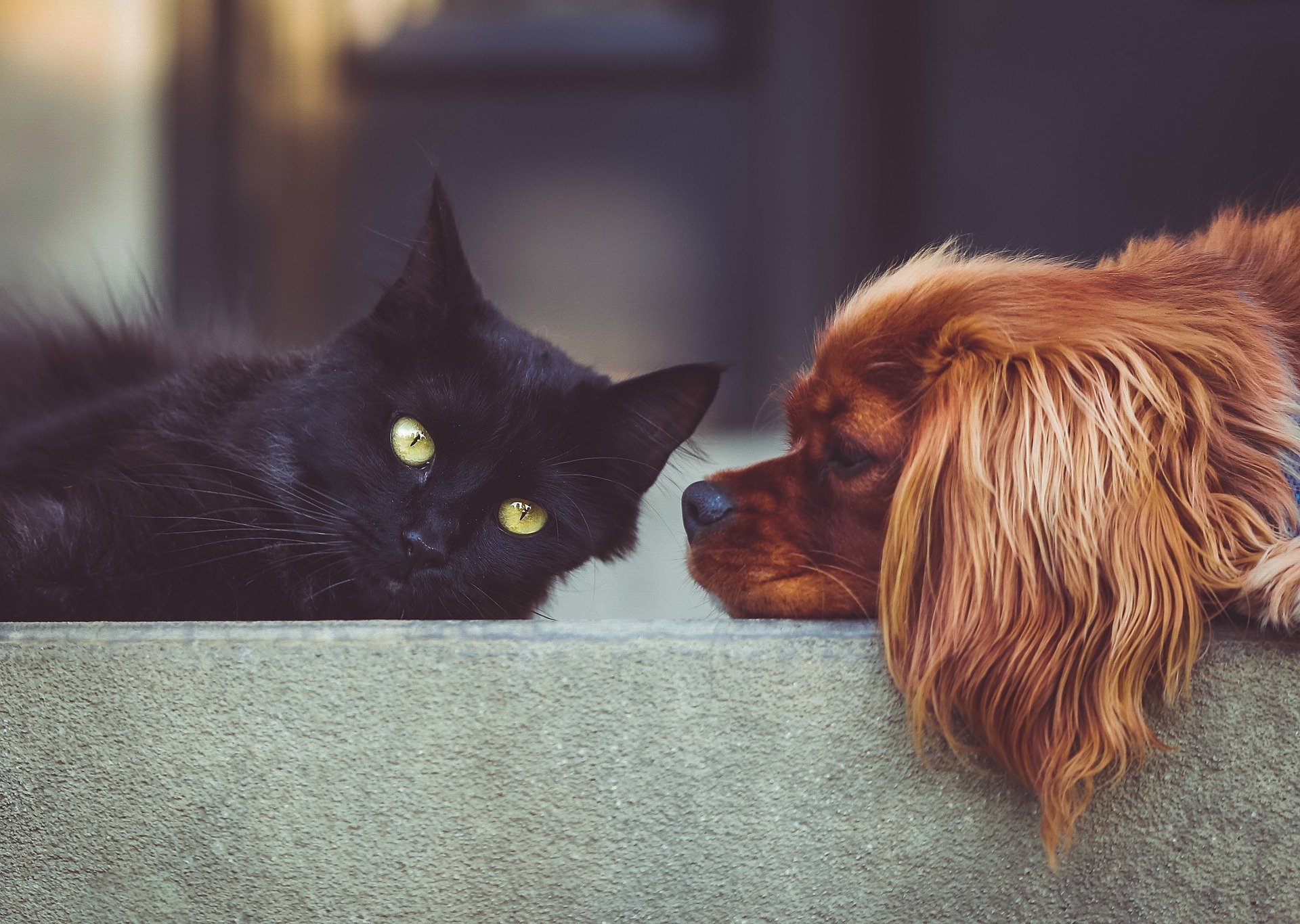 Did you know? Dog and cat mating habits