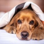 Causes and prevention of pyoderma in dogs | Recommended shampoos included!