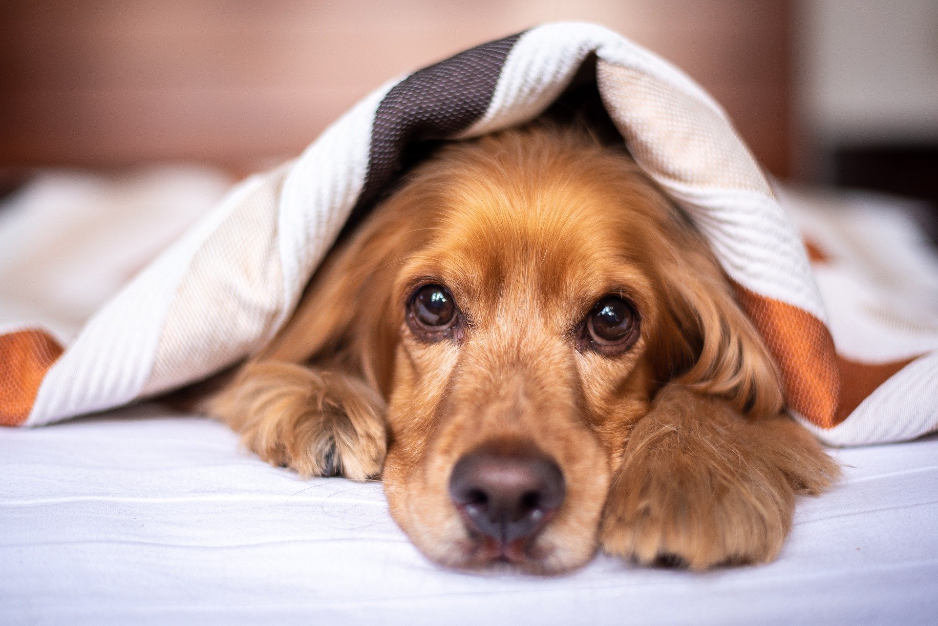 Causes and prevention of pyoderma in dogs | Recommended shampoos included!