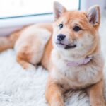 Here's what to do when your dog is stubborn and won't eat its dog food!