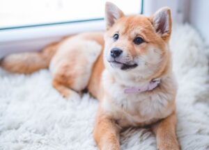 Introducing cute dog names! What is the ideal name for a dog?