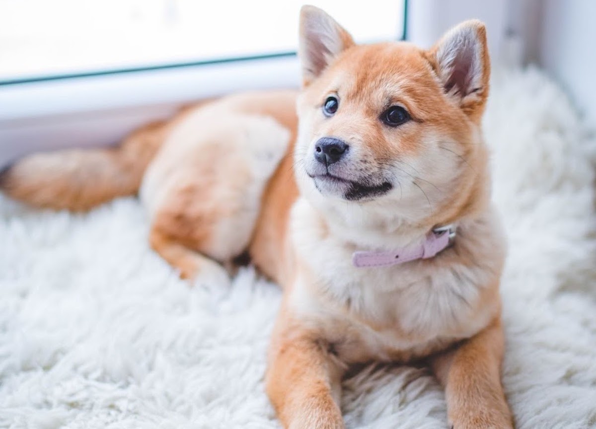 Introducing cute dog names! What is the ideal name for a dog?