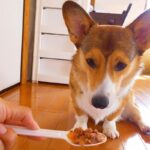 Small dogs are the cutest! Top 10 most popular dogs