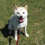 Three things to keep in mind when potty training your Shiba Inu | Things you should know about Shiba Inu habits