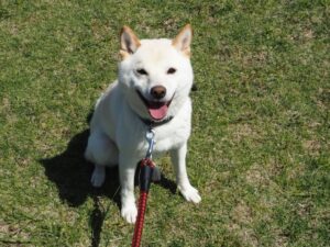 Three things to keep in mind when potty training your Shiba Inu | Things you should know about Shiba Inu habits