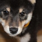 Why should you clean your dog's ears? How often should you do it? We explain!