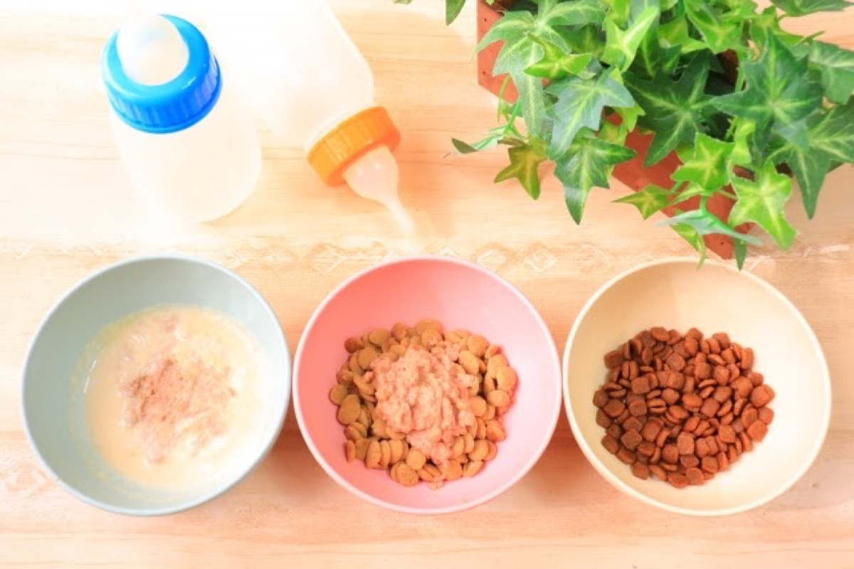 My old dog won't eat!? Causes and solutions