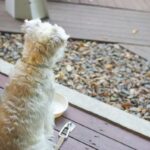 My dog ​​won't eat? Possible causes and how to get him to eat