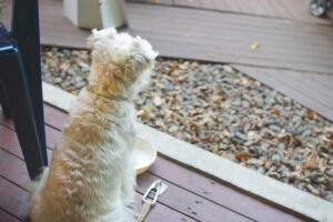 My dog ​​won't eat? Possible causes and how to get him to eat