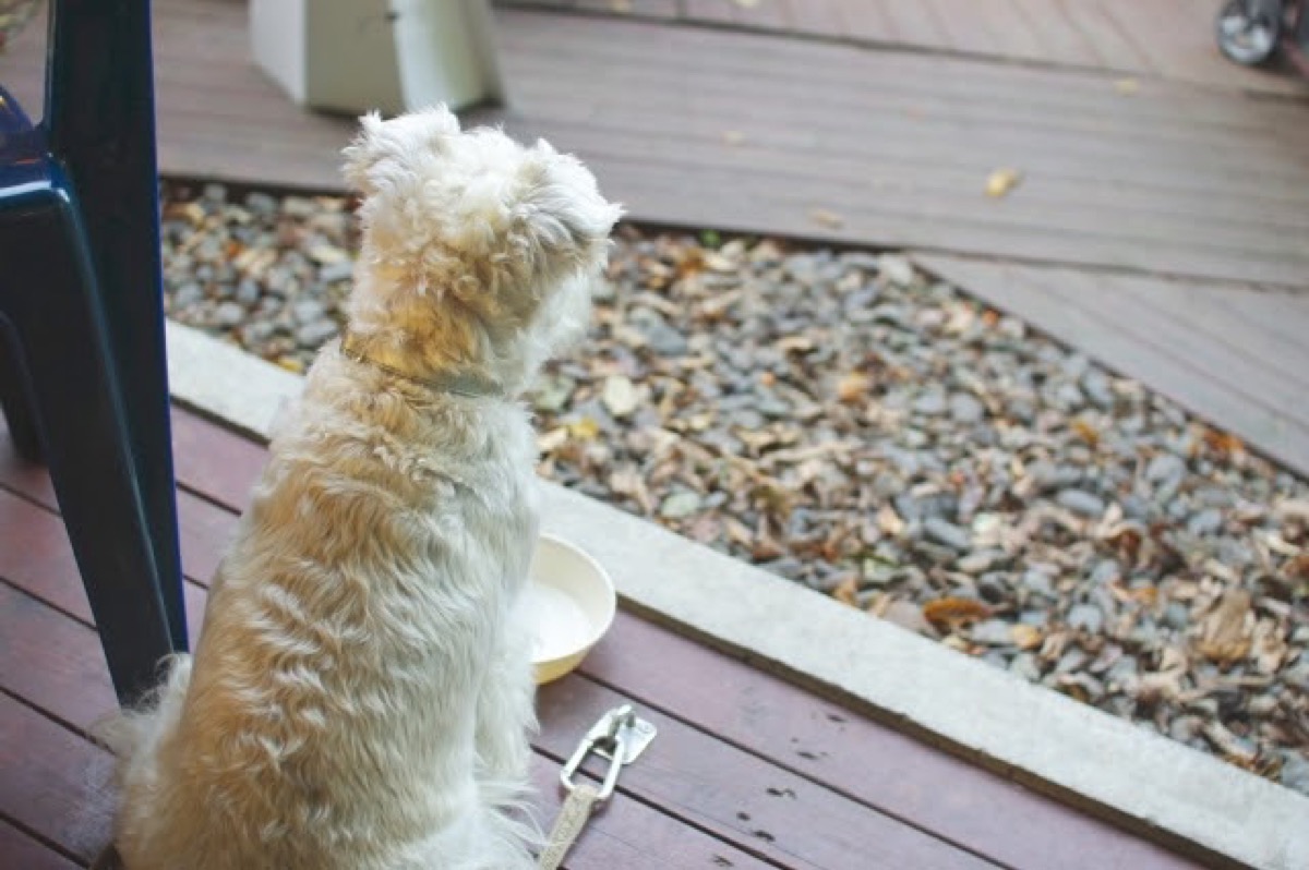 My dog ​​won't eat? Possible causes and how to get him to eat