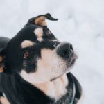 Why do dogs eat toilet paper? Explaining the reasons and three solutions