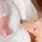 We explain precautions to take to prevent problems and accidents when living with a baby and a dog!