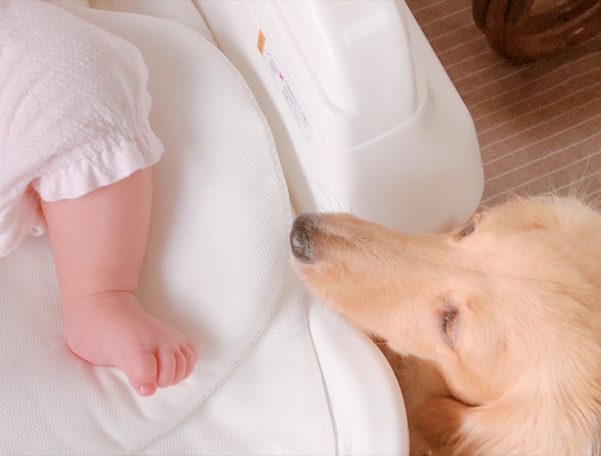 We explain precautions to take to prevent problems and accidents when living with a baby and a dog!