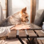 [Detailed explanation] How much does it cost to neuter a dog? Can insurance be used?