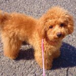 Ranking of girl dog names | How to choose them and things to keep in mind