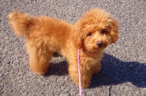 Ranking of girl dog names | How to choose them and things to keep in mind