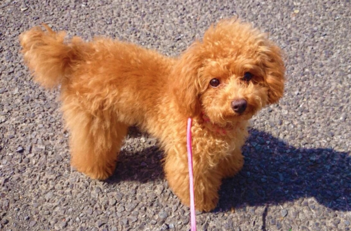 Ranking of girl dog names | How to choose them and things to keep in mind