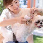 How to clean your dog's ears properly