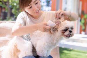 How to clean your dog's ears properly